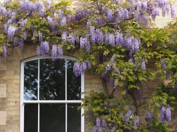 ur-wisteria-edited-2-2-675x900